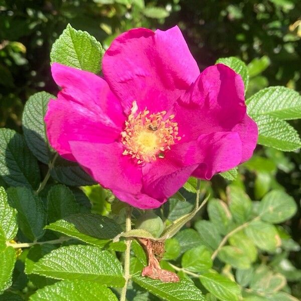 Rosa rugosa Λουλούδι