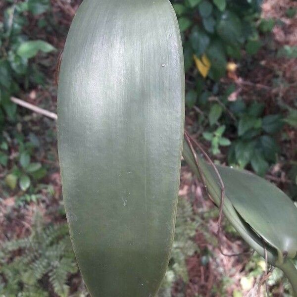 Vanilla planifolia Leaf