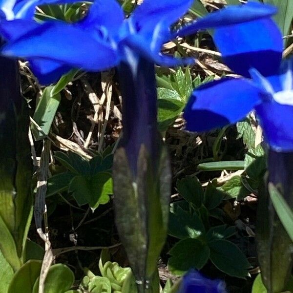 Gentiana brachyphylla Flower