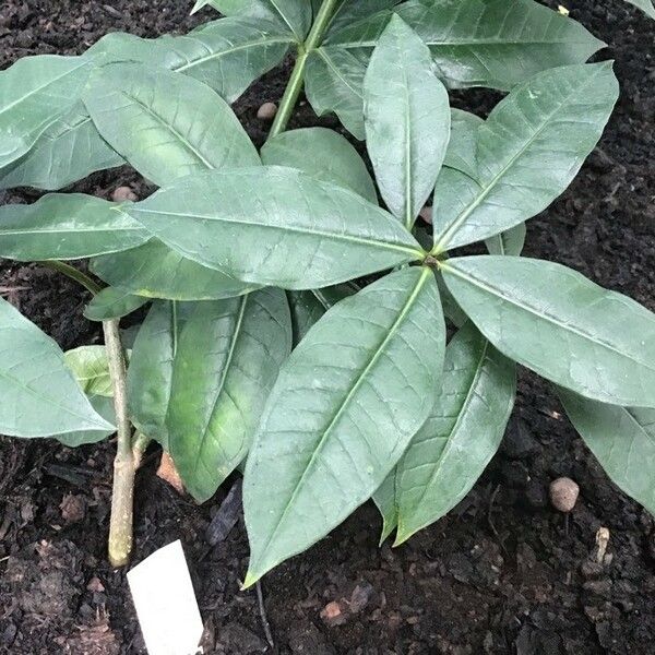 Allamanda schottii Blad