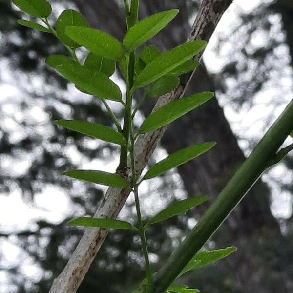 Diphysa americana Blad