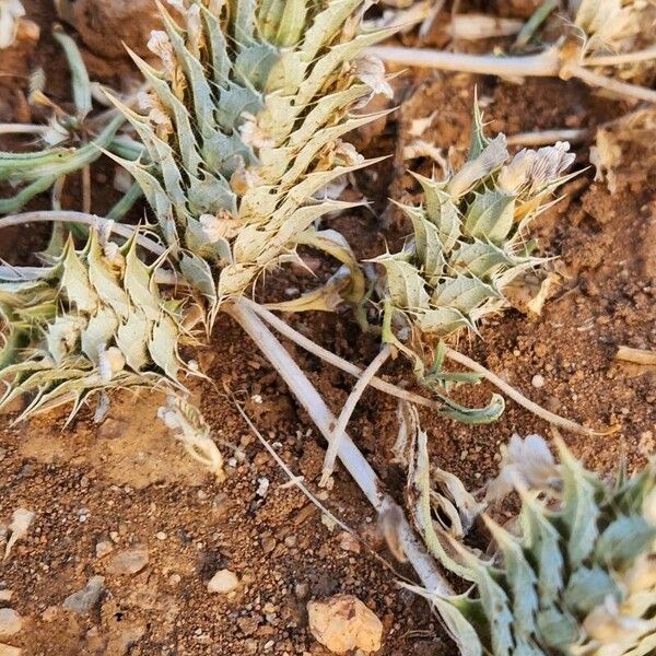 Blepharis linariifolia Frucht