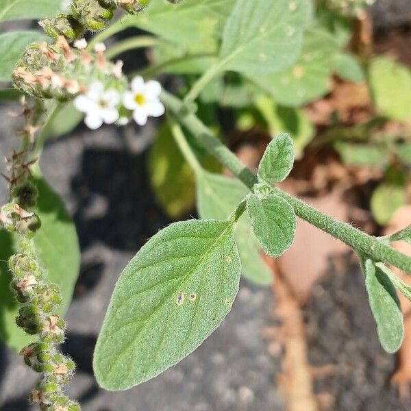 Heliotropium europaeum Leaf