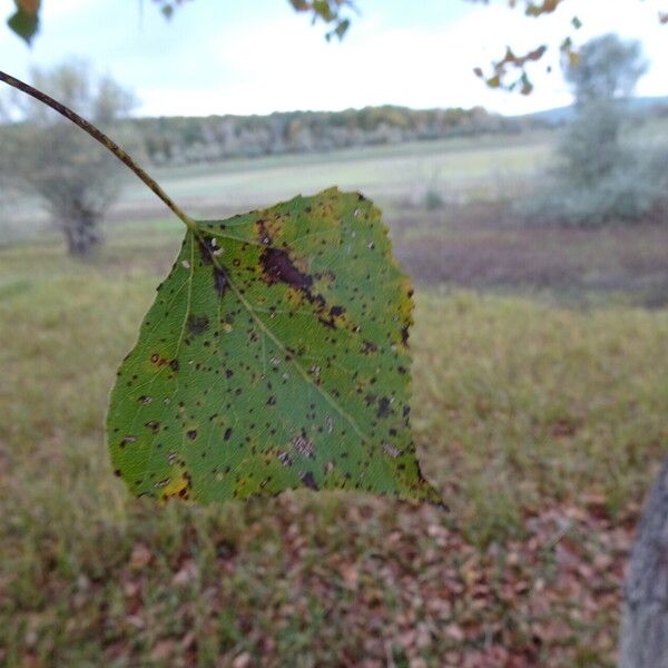 Populus nigra Liść