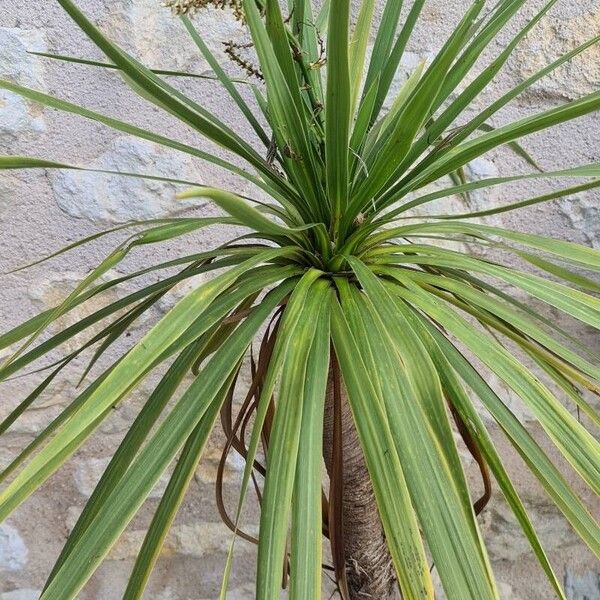 Cordyline australis Blad