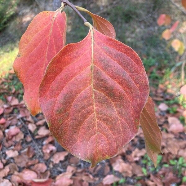 Diospyros kaki Leaf