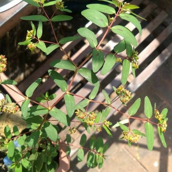 Euphorbia nutans Blad