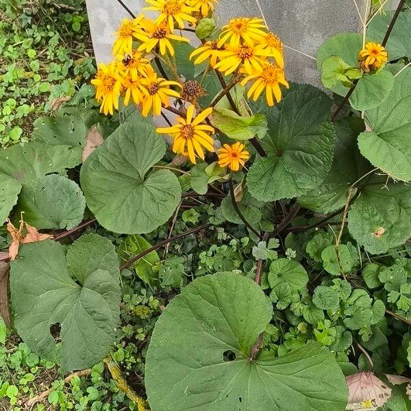 Ligularia dentata Flower