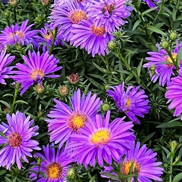 Symphyotrichum dumosum Blomma