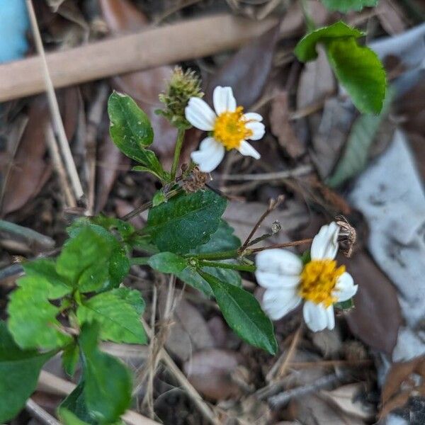 Bidens alba പുഷ്പം