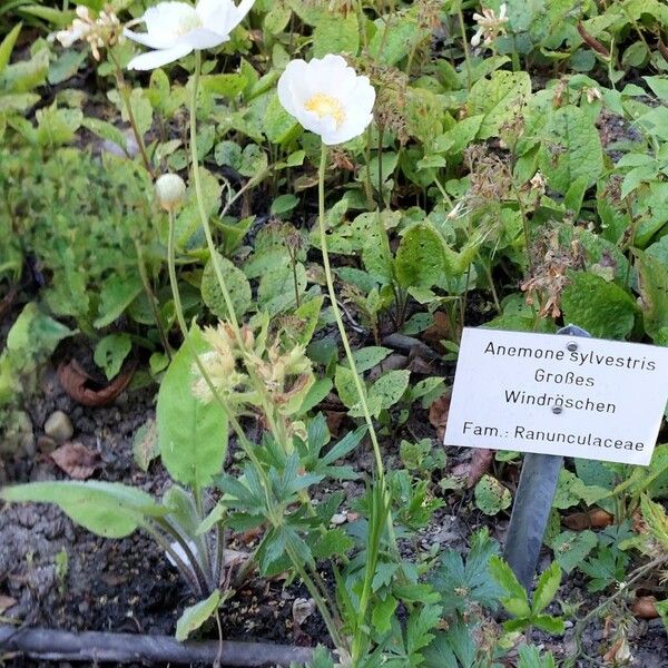 Anemonoides sylvestris Other