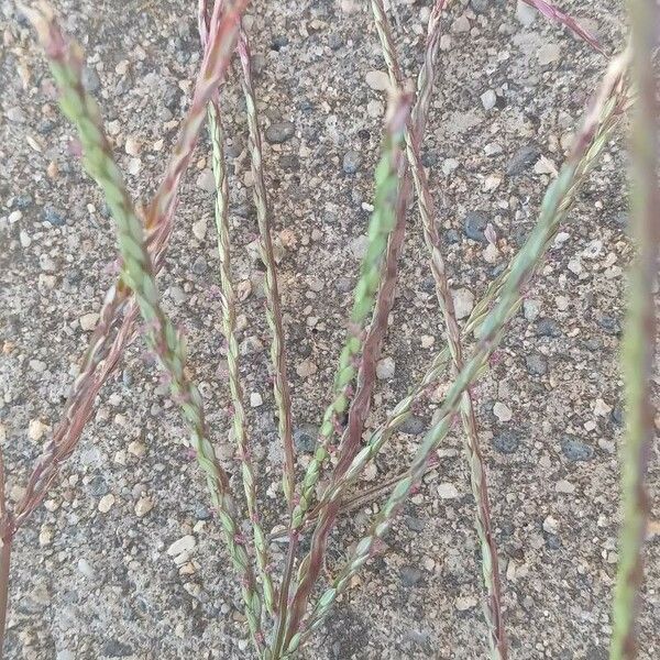 Digitaria sanguinalis Flors