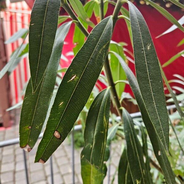 Nerium oleander Hoja