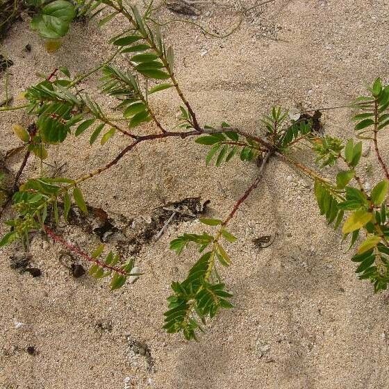 Euphorbia atoto Habit