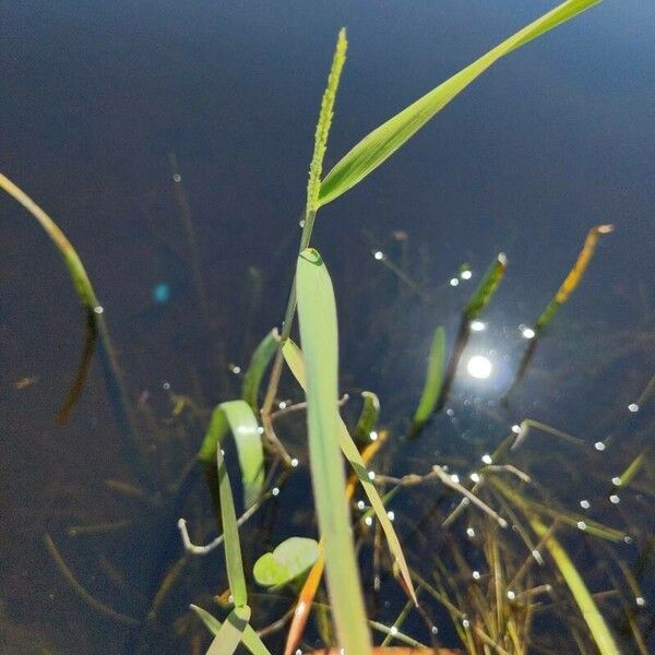 Paspalum distichum Habit