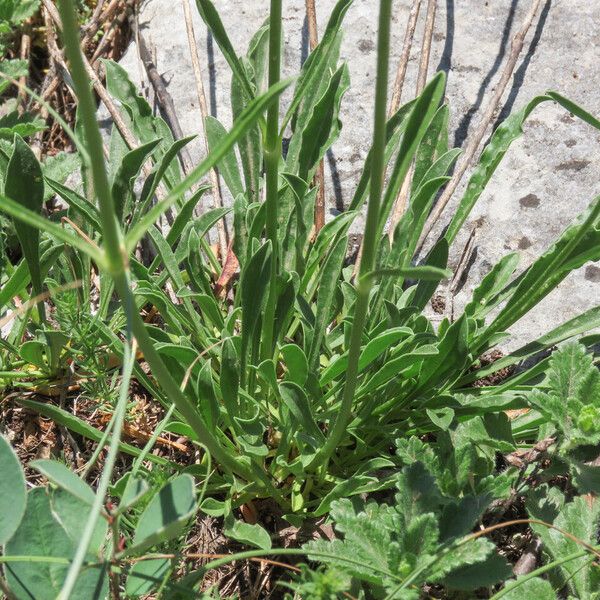 Saponaria bellidifolia List