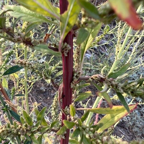 Amaranthus palmeri Coajă