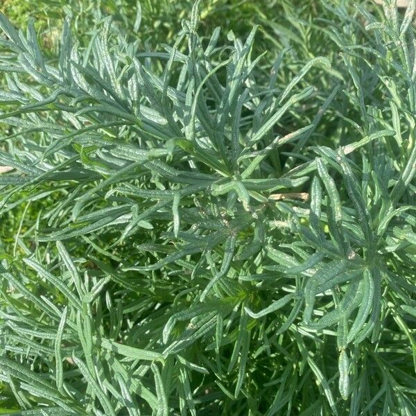 Thapsia garganica Blad