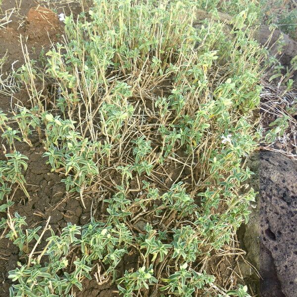 Dicliptera napierae Elinympäristö