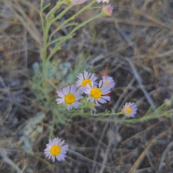 Erigeron pumilus फूल