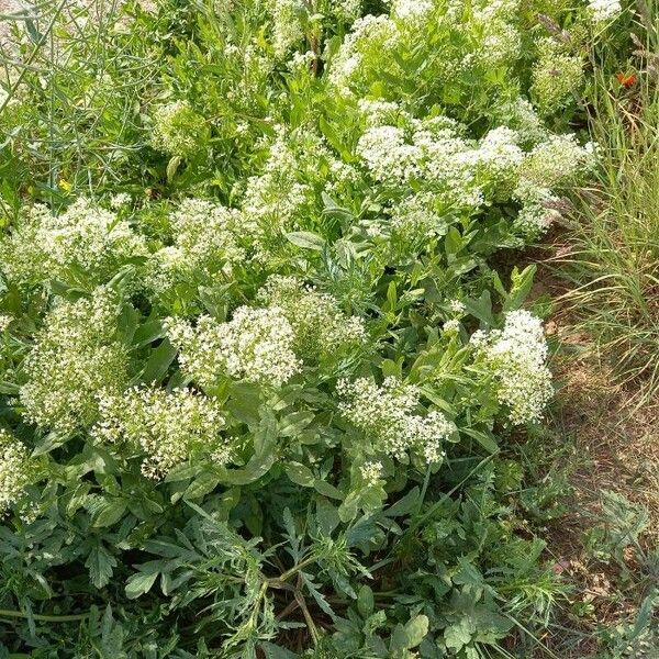 Lepidium draba Habitat