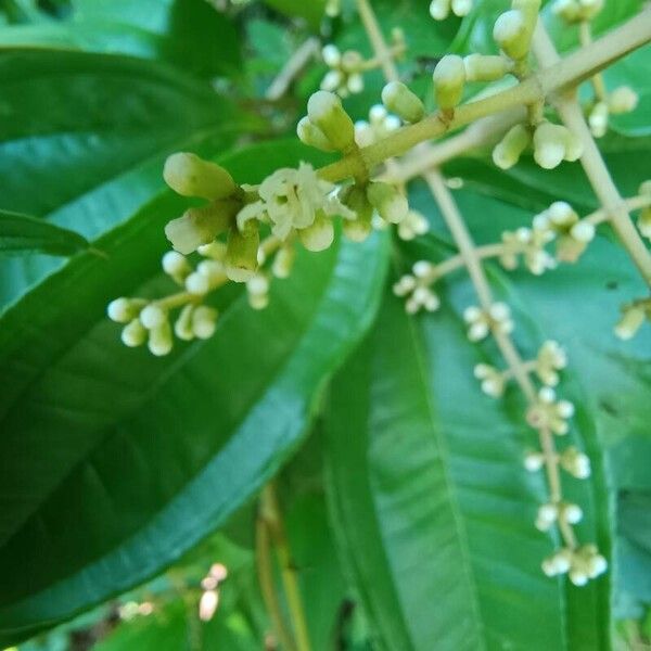 Miconia prasina 花