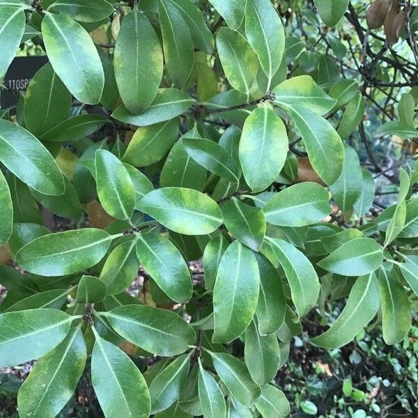 Pittosporum tenuifolium Ліст