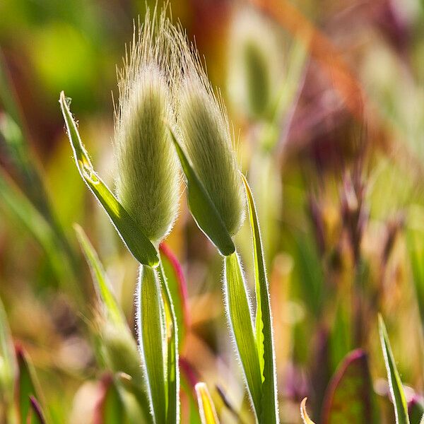 Lagurus ovatus Leaf