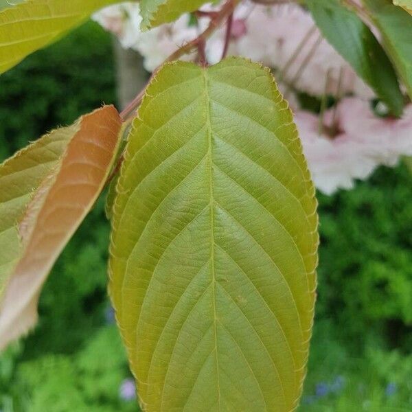 Prunus serrulata Leaf