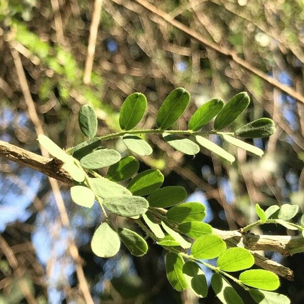 Ormocarpum kirkii Leaf