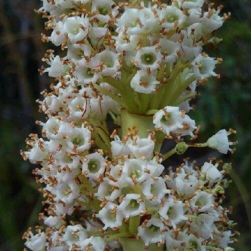 Dracophyllum verticillatum ᱵᱟᱦᱟ