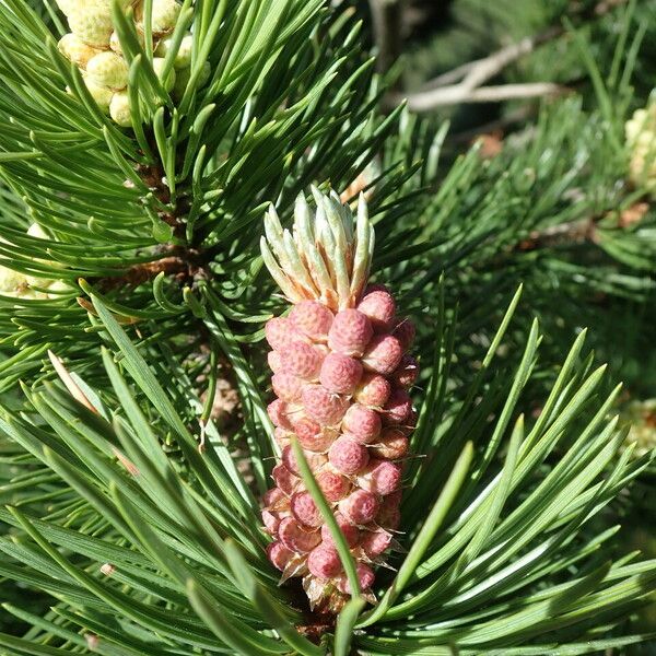 Pinus mugo Flower