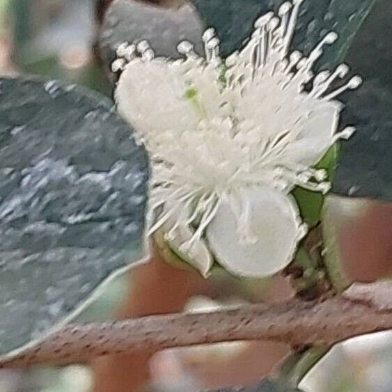 Psidium cattleyanum Flower