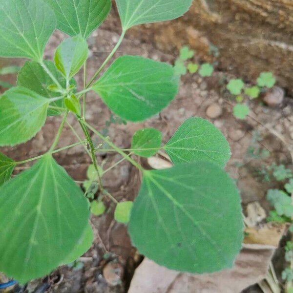 Acalypha indica Лист