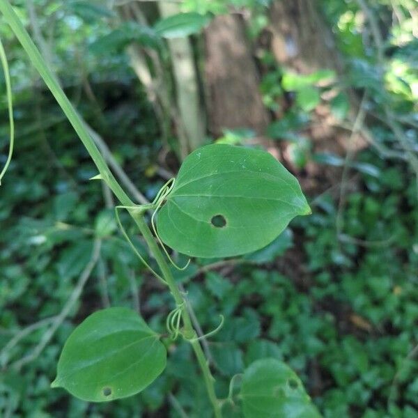 Smilax rotundifolia ഇല