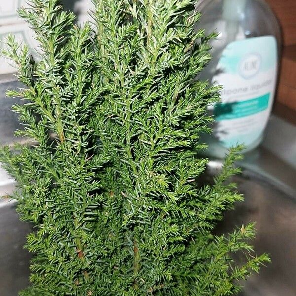 Juniperus chinensis Blad