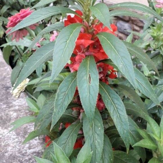 Impatiens balsamina Лист