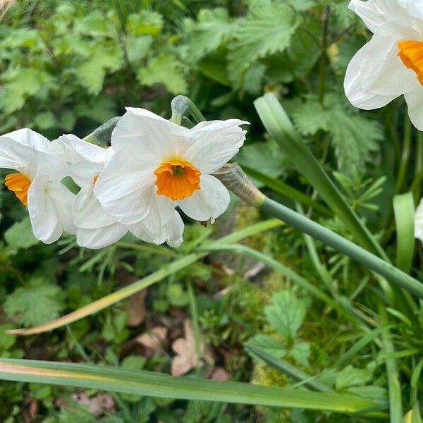 Narcissus tazetta Hábitos