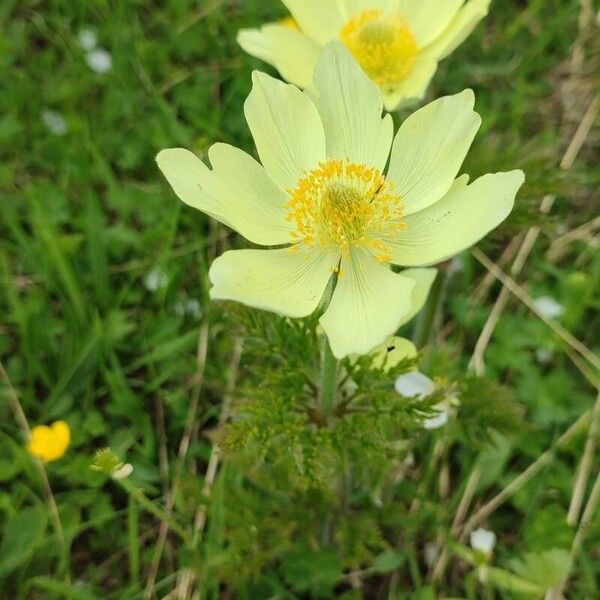 Pulsatilla alpina Leaf