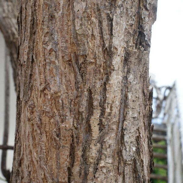 Lonchocarpus heptaphyllus Bark