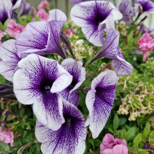 Petunia × atkinsiana Cvet