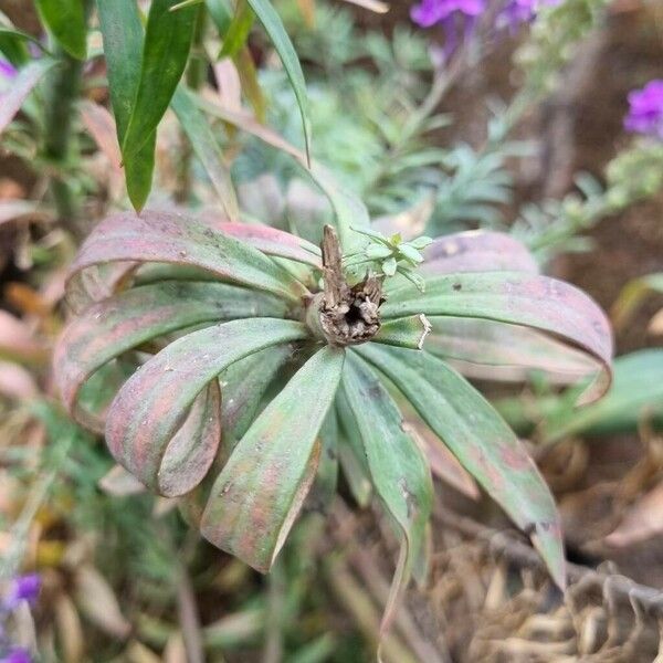 Linaria purpurea Lehti