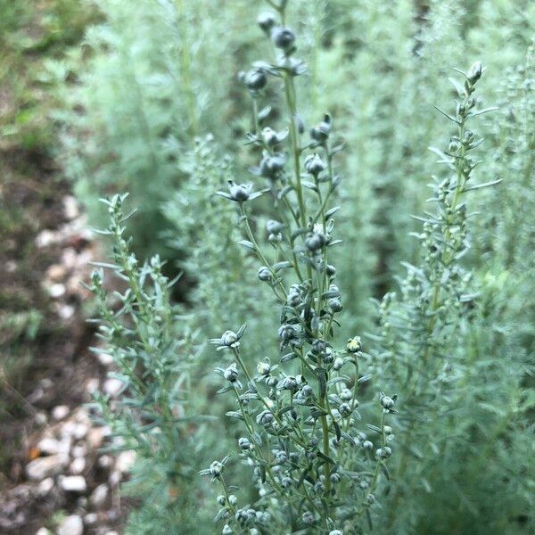 Artemisia pontica Агульны выгляд