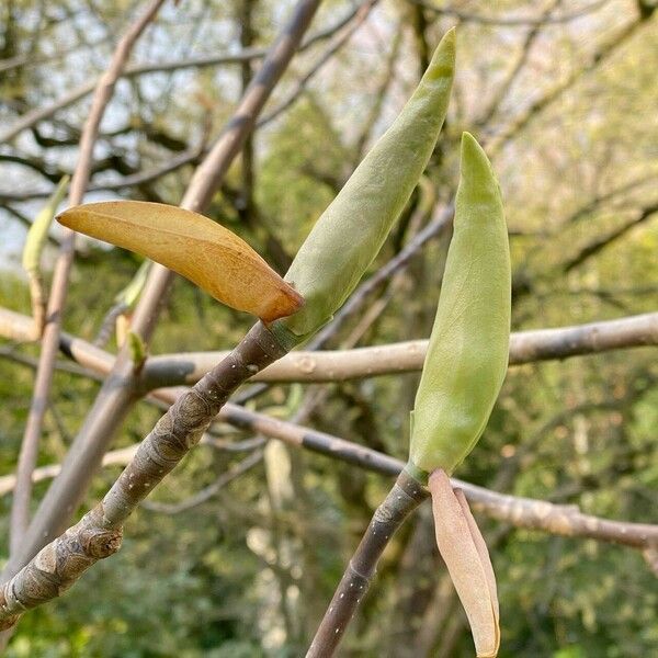 Magnolia tripetala Φύλλο