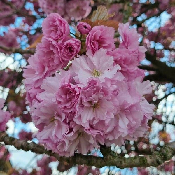 Prunus serrulata Blüte