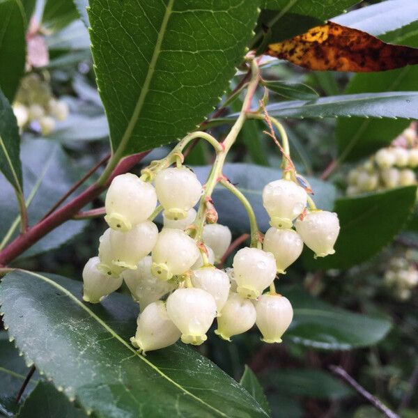 Arbutus unedo Цвят