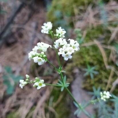 Galium glaucum Kwiat