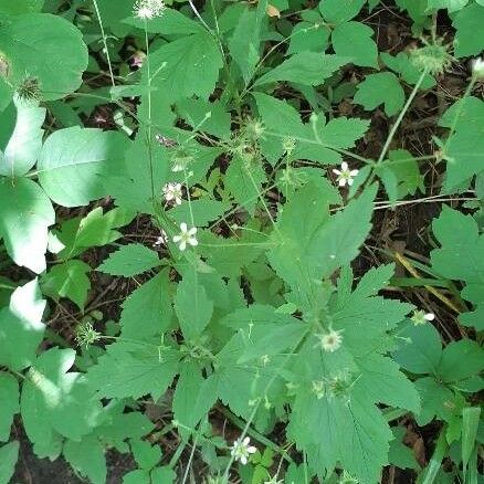 Geum laciniatum Hoja