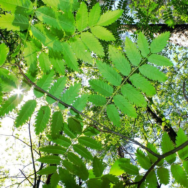 Sorbus aucuparia Листок