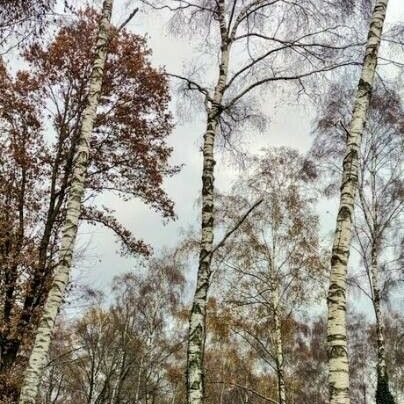 Betula pendula Bark